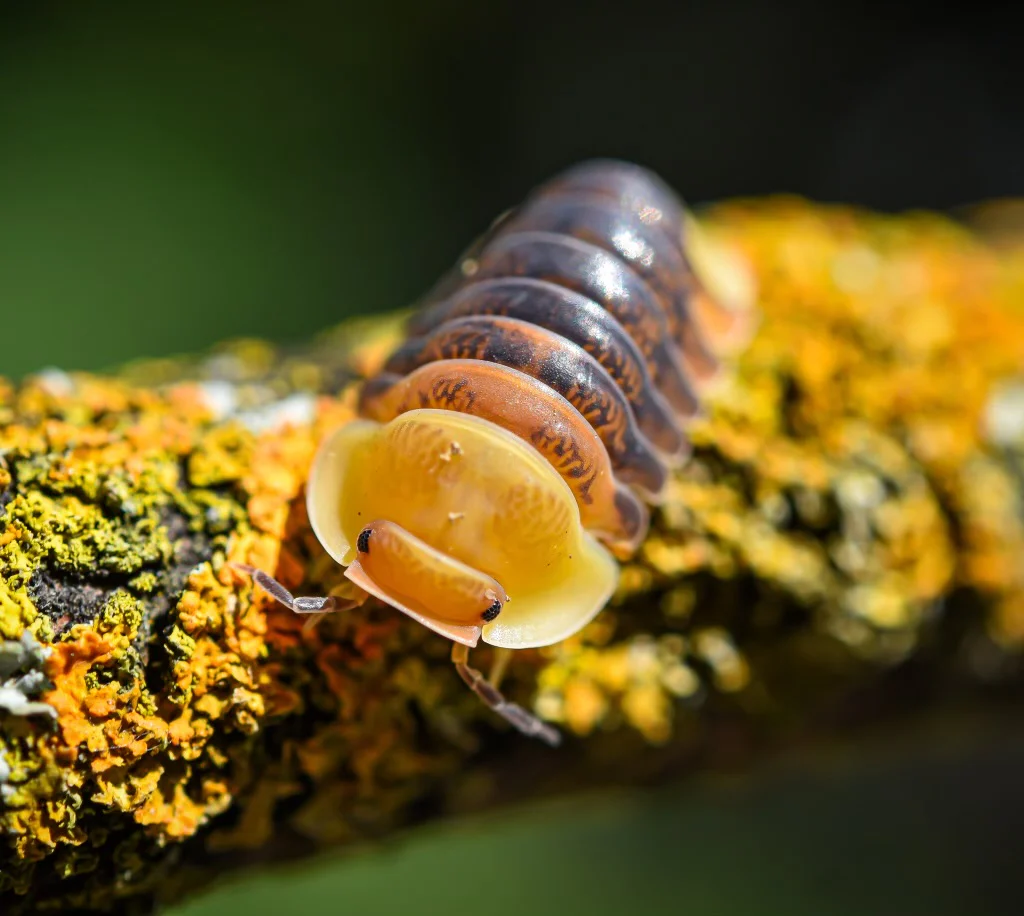 Wear the Isopod Revolution