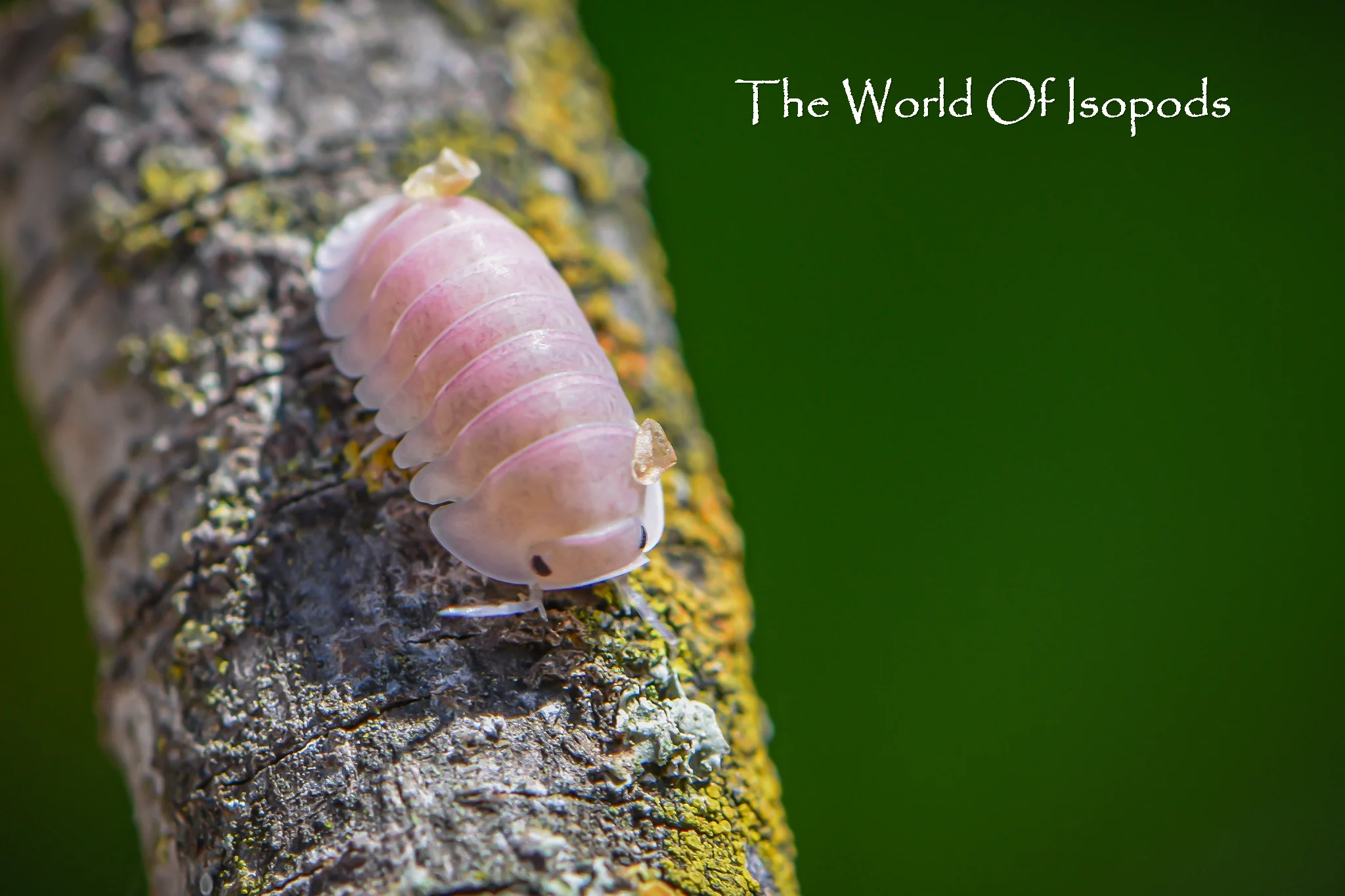 Isopods