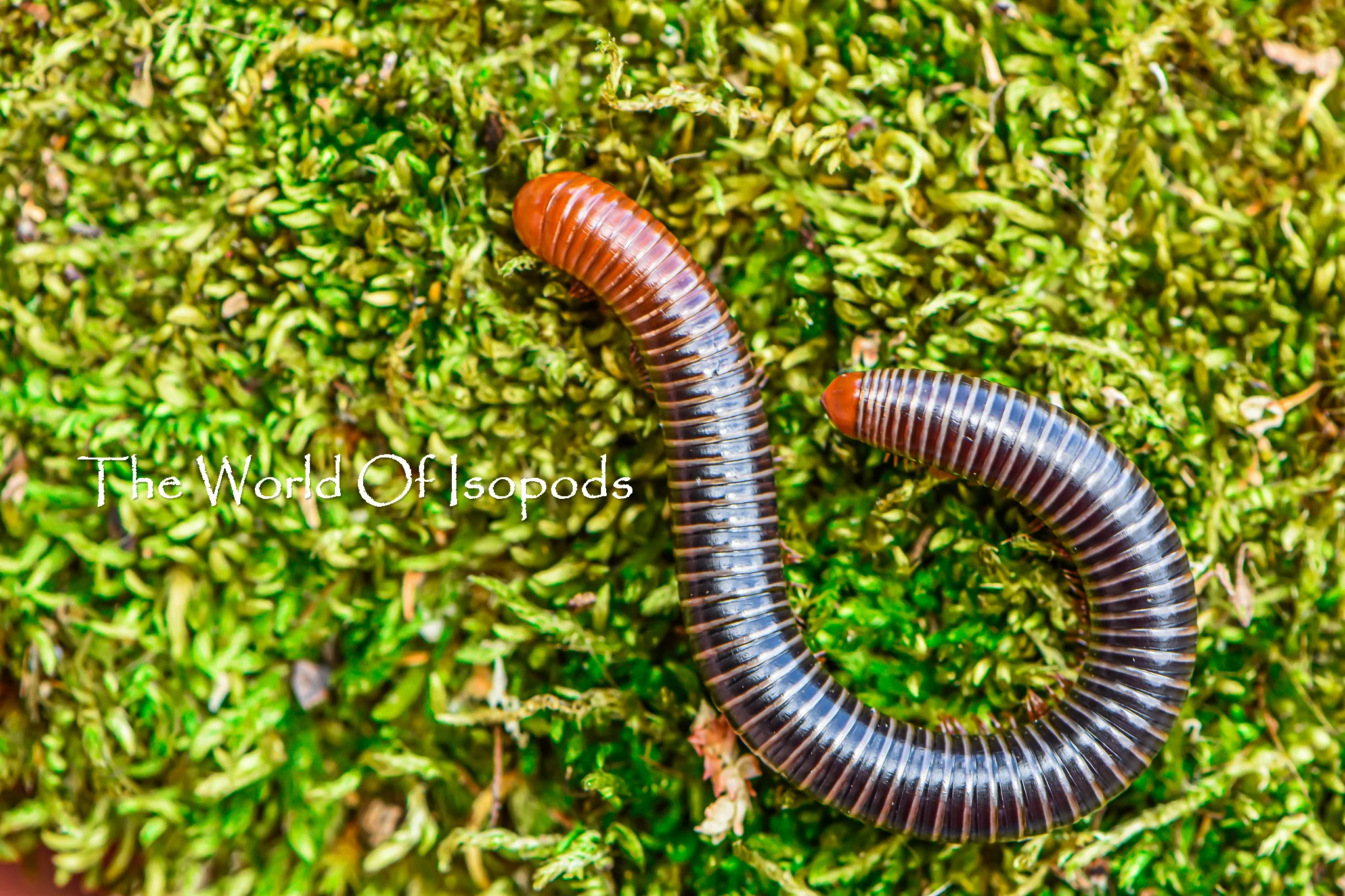 Other Invertebrates