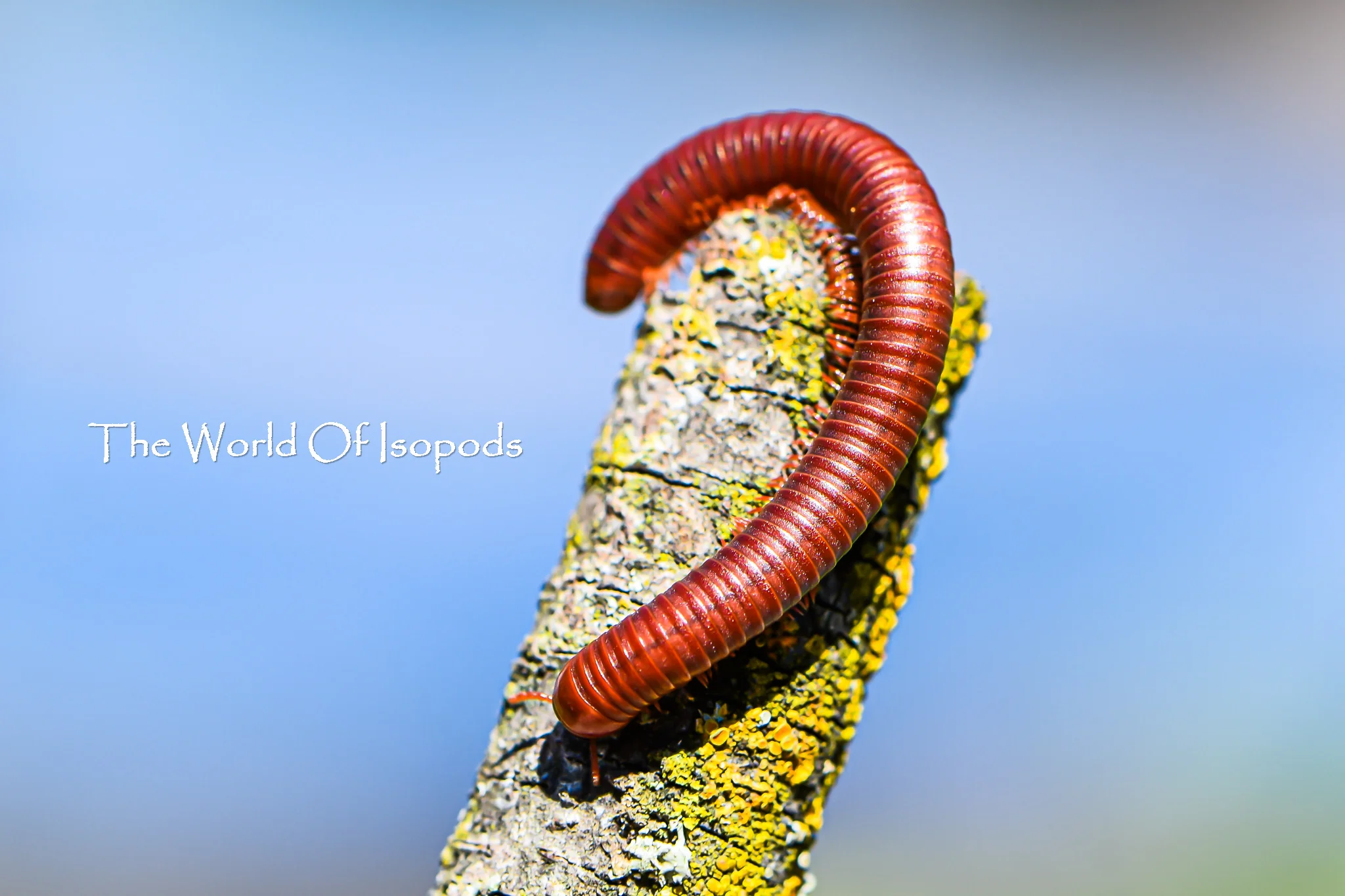 Other Invertebrates